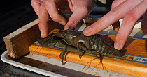 Signal crayfish (Pacifastacus leniusculus) being measured by 2020VISION Young Champion Shaun Robertson working as a field assistant for The Tweed Foundation monitoring the species population and sprea...