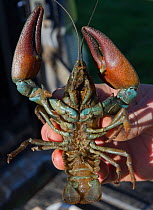 Signal crayfish (Pacifastacus leniusculus) being held by 2020VISION Young Champion Shaun Robertson working as a field assistant for The Tweed Foundation monitoring the species population and spread, R...