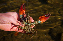 Signal crayfish (Pacifastacus leniusculus) being held by 2020VISION Young Champion Shaun Robertson working as a field assistant for The Tweed Foundation monitoring the species population and spread, R...