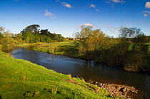 View of the River Till, part of area where The Tweed Foundation are monitoring the population and spread of Signal Crayfish (Pacifastacus leniusculus), Northumberland, England, UK, October