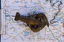 Signal Crayfish (Pacifastacus leniusculus) placed on a population spread monitoring map, River Till, Northumberland, England, UK, October