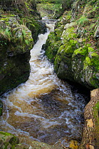 Tributary of the River Tweed where Brown trout (Salmo trutta) and Atlantic salmon (Salmo salar) come to spawn, Cheviot Hills, Northumberland, England, UK, October