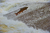 Atlantic salmon (Salmo salar) leaping up the cauld at Philphaugh Salmon Viewing Centre near Selkirk, where members of the public can view the spectacle, Selkirkshire, Scotland, UK, October 2011