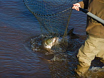 Female Atlantic salmon (Salmo salar) being landed by a gillie after being caught at the 'Junction Pool' on the River Tweed, Kelso, Roxburghshire, Scotland, UK, October 2010