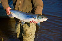 Gillie holding a female Atlantic salmon (Salmo salar) before release after being caught on the River Tweed at the 'Junction Pool' near Kelso, Roxburghshire, Scotland, UK, October . 2020VISION Exhibiti...