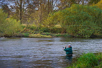 Fisherman standing waist deep and casting in the River Teviot, near Kelso, Roxburghshire, Scotland, UK, October 2011