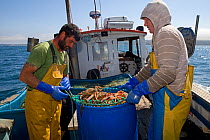 Fishermen aboard a small fishing boat packing a container full of Spiny spider crabs (Maja Squinado), caught using tangle nets, Cornwall, England, UK, June 2011