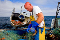 Fisherman removing a Spiny spider crab (Maja squinado) from a tangle net on a small fishing boat, St. Ives, Cornwall, England, UK, June 2011 Model released