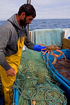 Fisherman putting a Spiny spider crab (Maja squinado) into a seawater storage container on a small fishing boat, St. Ives, Cornwall, UK, June 2011 Model released