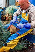 Fisherman removing a Spiny spider crab (Maja squinado) from a tangle net on a small fishing boat, St. Ives, Cornwall, England, UK, June 2011 Model released.