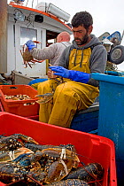 Fisherman binding the claws of European lobsters (Homarus gammarus) caught using a tangle net, St. Ives, Cornwall, England, UK, June 2011, Model released.