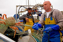 Fishermen catching a Spiny spider crab (Maja squinado) using a tangle net on a small fishing boat, St. Ives, Cornwall, England, UK, June 2011 Model released