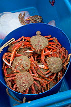 Bucket of Spiny spider crabs (Maja squinado), caught by tangle net, St. Ives, Cornwall, England, UK, June 2011