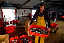 Fisherman Andrew Pascoe holding a crate of handline caught Atlantic mackerel (Scomber scombrus) at Newlyn fish auction, Cornwall, England, UK, April 2011 Model released