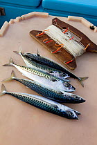 Handline caught Atlantic mackerel (Scomber scombrus), with handline, Cornwall, England, UK, April 2011