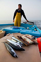 Handline caught Atlantic mackerel (Scomber scombrus), on a small fishing boat with fisherman holding the tiller behind, Cornwall, England, UK, April 2011