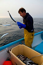 Fisherman handlining for Atlantic mackerel (Scomber scombrus) from a small boat, Newlyn, Cornwall, England, UK, 2011