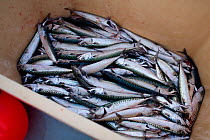 Handline caught Atlantic mackerel (Scomber scombrus), Cornwall, England, UK, April 2011