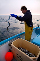 Fisherman handlining for Atlantic mackerel (Scomber scombrus) from a small boat, Newlyn, Cornwall, England, UK, April 2011 Model released
