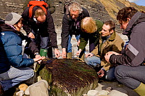 People taking part in a coastal foraging walk, during the walk, run by Dorset-based Fraser Christian, participants are taught about the edible plants, seaweed and shellfish that can be collected from...