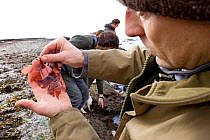 Man holding edible seaweed whilst taking part in a coastal foraging walk, during the walk, run by Dorset-based Fraser Christian, participants are taught about the edible plants, seaweed and shellfish...