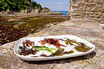 Collection of typical edible temperate marine algal /seaweed species displayed on a plate on a rocky shore in summer, North Devon, England, UK, May 2011