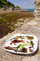 Collection of typical edible temperate marine algal / seaweed species displayed on a plate on a rocky shore in summer, North Devon, England, UK, May 2011