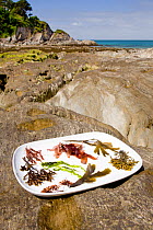 Collection of typical edible temperate marine algal / seaweed species displayed on a plate on a rocky shore in summer, North Devon, England, UK, May 2011