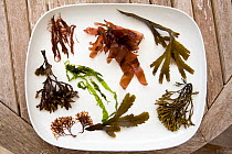 Collection of typical edible temperate marine algal / seawee) species displayed on a plate on a rocky shore in summer, North Devon, England, UK, May 2011