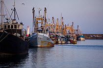 Fishing trawlers moored in Newlyn Harbour, Cornwall, England, UK, March 2011