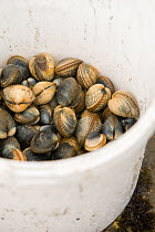 Bucket of Edible cockles (Cerastoderma edule) collected by hand from the shore in a traditional Cornish Good Friday pastime known as trigging, Helford Passage, Cornwall, England, UK, April 2011