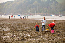 People collecting Edible cockles (Cerastoderma edule) by rake from the shore in a traditional Good Friday pastime known as trigging, Helford Passage, Cornwall, Uk, April 2011 Model released