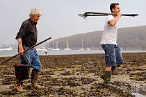 People collecting Edible cockles (Cerastoderma edule) by rake from the shore in a traditional Good Friday pastime known as trigging, Helford Passage, Cornwall, England, UK, April 2011 Model released