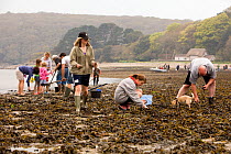 People collecting Edible cockles (Cerastoderma edule) by rake from the shore in a traditional Good Friday pastime known as trigging, Helford Passage, Cornwall, England, UK, April 2011 Model released