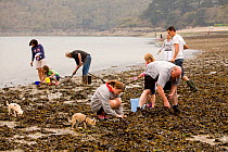 People collecting Edible cockles (Cerastoderma edule) by rake from the shore in a traditional Good Friday pastime known as "trigging", Helford Passage, Cornwall, England, UK, April 2011 Model released...