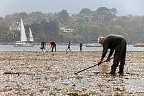 People collecting Edible cockles (Cerastoderma edule) by rake from the shore in a traditional Good Friday pastime known as "trigging", Helford Passage, Cornwall, England, UK, April 2011 Model released