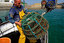 Fisherman sinking a basket of freshly caught Spiny spider crabs (Maja squinado) from 'Rhiannon', a crabber based in Porthleven, he will retrieve the basket later when the buyer is ready to collect, Co...