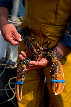 Fisherman holding a European lobster (Homarus gammarus) with bound claws, freshly caught using pots from 'Rhiannon', a crabber based in Porthleven, Cornwall, England, UK April 2011