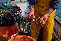 Fisherman holding a European lobster (Homarus gammarus), freshly caught using pots from 'Rhiannon', a crabber based in Porthleven, Cornwall, England, UK, April 2011