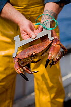 Fisherman measuring a caught Edible crab (Cancer pagarus) to check it meets minimum size requirements for landing, Cornwall, England, UK, April 2011