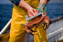 Fisherman measuring a caught Edible crab (Cancer pagarus) to check it meets minimum size requirements for landing, Cornwall, England, UK, April 2011. 2020VISION Book Plate.