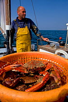 Fisherman heading back to port with a full basket of Edible crabs (Cancer pagurus) and Spiny spider crabs (Maja squinado), caught using pots from 'Rhiannon', a crabber based in Porthleven, Cornwall, E...