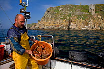 Fisherman with a full basket of Edible crabs (Cancer pagurus) and Spiny spider crabs (Maja squinado), caught using pots, with an old tin mine on cliffs in the background, Trewavas Head, Cornwall, Engl...