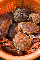 Basket of Edible crabs (Cancer pagurus) and Spiny spider crabs (Maja squinado), caught using pots, Cornwall, England, UK, April 2011