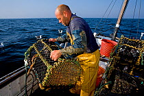 Fisherman hauling lobster pots onto his boat, Cornwall, England, UK, April 2011 Model released