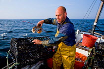 Fisherman holding a European lobster (Homarus gammarus) just pulled from a pot on his boat 'Rhiannon', at sea off Cornwall, England, UK, April 2011 Model released. 2020VISION Book Plate.