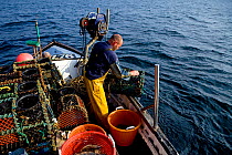 Fisherman hauling lobster pots onto his boat 'Rhiannon', Cornwall, England, UK, April 2011 Model released