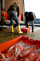 Buyers loading crates of Red gurnard (Aspitrigla cuculus) into a van after the fish auction at Newlyn Harbour, Cornwall, England, UK, February 2011