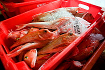 Crates of locally caught Red gurnard (Aspitrigla cuculus) at the Newlyn fish auction, Cornwall, England, UK, Feb 2011