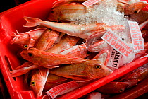 Crates of locally caught Red gurnard (Aspitrigla cuculus) at the Newlyn fish auction, Cornwall, England, UK, Feb 2011.